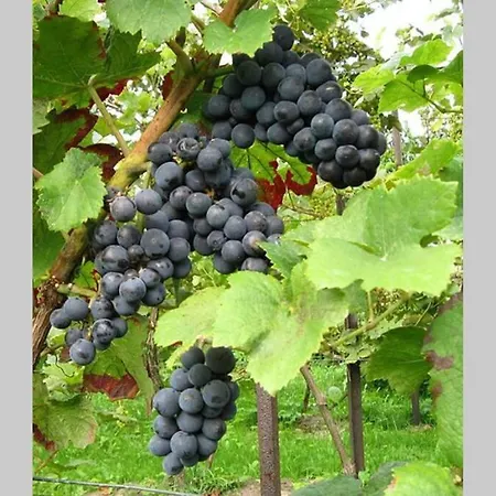 Terra Vine Collection - Raisin House *